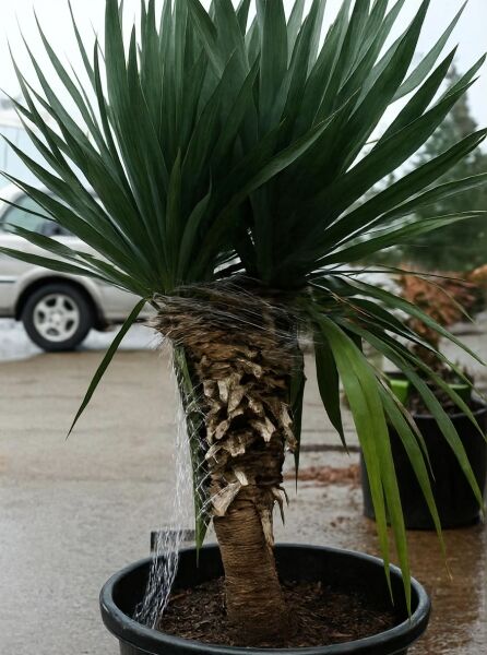 Yucca gloriosa (Kerzen-Palmlilie/Spanischer Dolch) 100–110 cm C50 im Topf, palmenartiger Stamm mit schmalen, grünen Blättern.