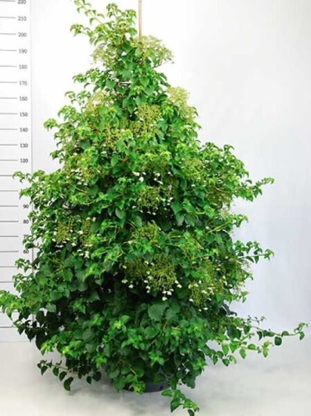 Kletter-Hortensie / Hydrangea anomala petiolaris