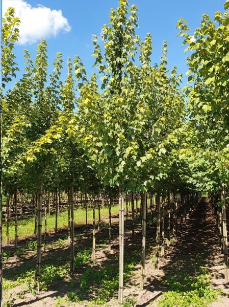 Rot-Ahorn Acer rubrum 'Scanlon' Hochstamm 12-14 StU mit Drahtballen, schlanker Stamm und dichtes grünes Laub in Baumschule