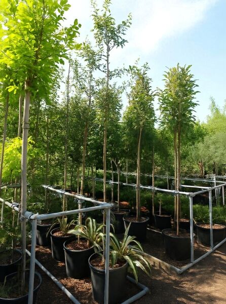 Malus 'Golden Hornet' / Zierapfel 'Golden Hornet' Hochstamm 10-12 StU im Container, belaubter Baum im Topf in Baumschule