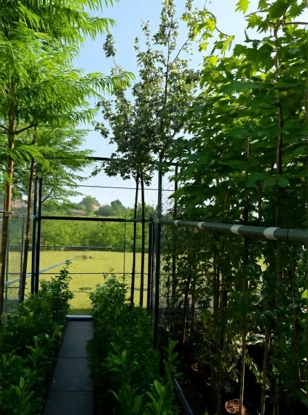 Acer campestre (Feld-Ahorn) Maßholder Hochstamm 10-12 StU im Container, Baum mit Laubkrone in Baumschule.
