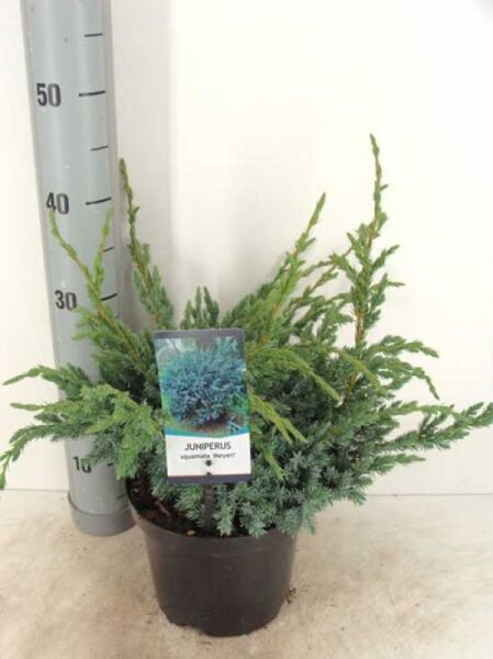 Juniperus squamata 'Meyeri' / Blauzeder-Wacholder 'Meyeri' 30-40 cm C3, buschige Konifere im Topf mit blaugrauem Nadelwerk