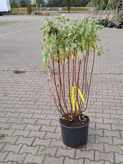 Weißbunter Hartriegel / Cornus alba &#039;Ivory Halo ®&#039;