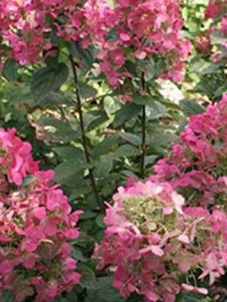 Hydrangea paniculata 'Mega Mindy ®' / Rispen-Hortensie 'Mega Mindy'