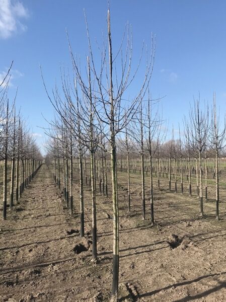 Apfel 'Roter Jonathan' / Apfel 'Roter Jonathan'