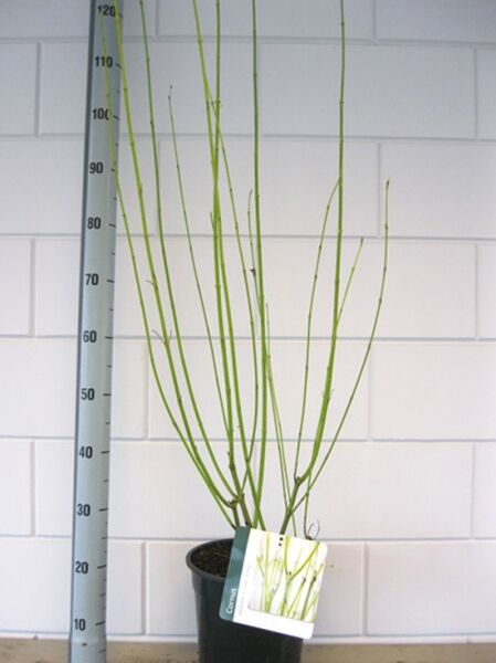 Gelbholz-Hartriegel (Cornus sericea ‘Flaviramea‘) 80-100 cm im Topf C7.5 mit grünen, aufrechten Trieben
