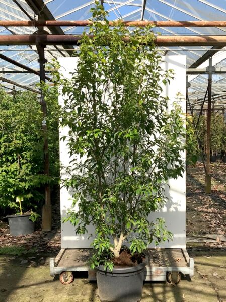 Hongkong-Hartriegel   / Hongkong-Hartriegel