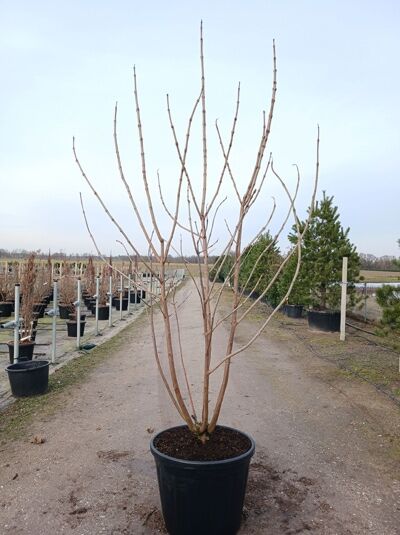 Gold-Trompetenbaum 'mehrstämmig' / Catalpa bignonioides 'Aurea'