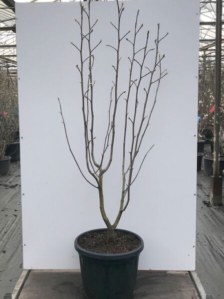 Magnolia 'Solar Flair' / Magnolie 'Solar Flair' 150–175 cm C20, mehrstämmige Pflanze im Container mit aufrechten, kahlen Trieben und Knospen