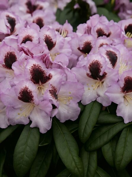 Rhododendron Hybride 'Pinguin' (Rhododendron 'Pinguin') mit hellvioletten Blüten und dunkler Zeichnung, grünes Laub