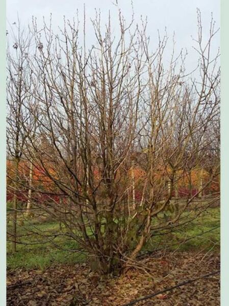 Davidia involucrata (Taschentuchbaum) Solitär, 350–400 cm, mehrstämmiger, laubfreier Baum mit feinen Trieben.