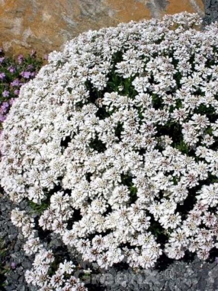 Immergrüne Garten-Schleifenblume 'Schneeflocke' / Immergrüne Garten-Schleifenblume 'Schneeflocke'