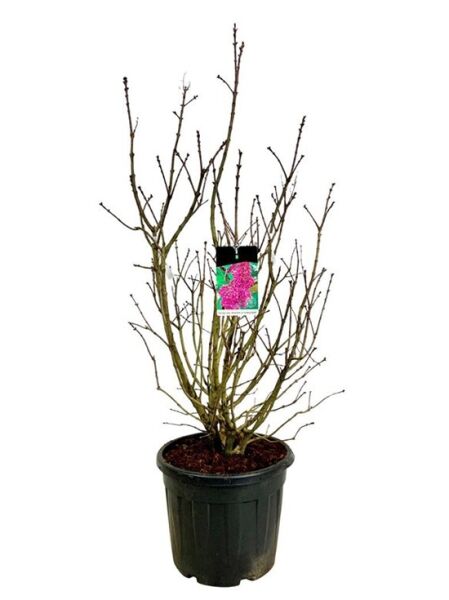 Gartenflieder / Gewöhnlicher Flieder / Edelflieder 'Andenken an Ludwig Späth' / Syringa vulgaris 'Andenken an Ludwig Späth'