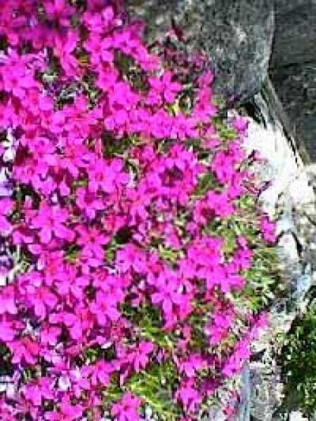 Polstersterphlox 'Crackerjack' / Phlox (D) 'Crackerjack'