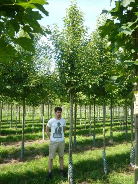 Pyrus calleryana 'Chanticleer' / Chinesische Wild-Birne 'Chanticleer' Hochstamm 14-16 StU mit Drahtballen im Feldbestand