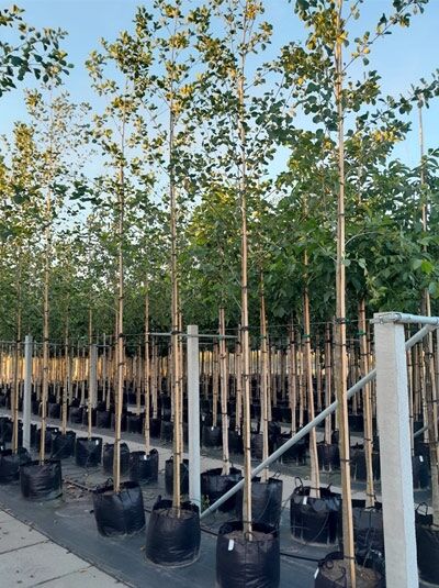Alnus glutinosa (Schwarz-Erle, Rot-Erle) Hochstamm 12-14 StU im Container, junger Baum mit schlankem Stamm und belaubter Krone.