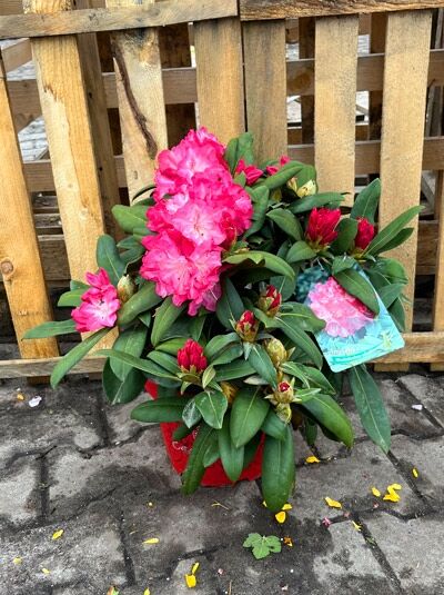 Rhododendron 'Anuschka' (Rhododendron yakushimanum) 30-40 cm C5 im Topf, mit pinken Blüten und dunkelgrünem Laub