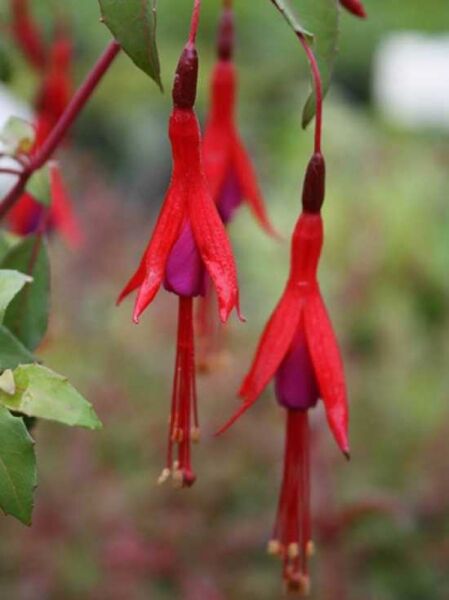 Scharlach-Fuchsie 'Tenella' / Winterharte Fuchsie 'Tenella' / Fuchsia magellanica 'Tenella'