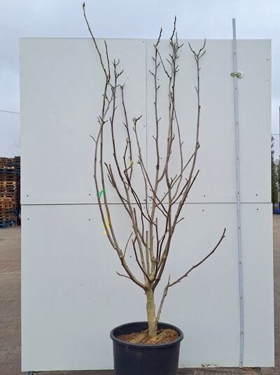 Tulpen-Magnolie 'Lennei Alba' (Magnolia soulangiana 'Lennei Alba') 150-175 cm im Container C50, mehrstämmig, ohne Laub