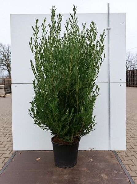 Schmalblättrige Steinlinde (Phillyrea angustifolia) 125-150 cm, im Container C35, buschiger Strauch mit schmalen grünen Blättern.