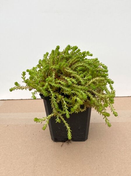 Scharfer Mauerpfeffer / Scharfer Mauerpfeffer