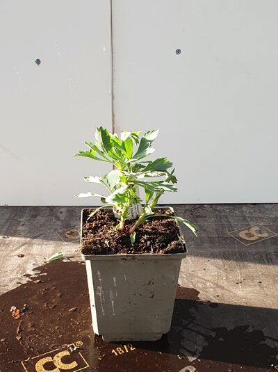 Romneya coulteri / Kalifornischer Scheinmohn, P9 Topf, junge Pflanze mit grünem, gelapptem Laub im Quadratcontainer