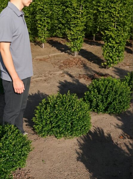 Löffel-Ilex (Ilex crenata 'Convexa') Kugel, 60–70 cm, im Feld ausgepflanzt, dichte grüne Belaubung.