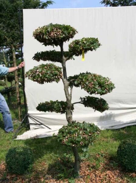 Fagus sylvatica H: 180 cm B: 110 cm / Garten-Bonsai (702108)