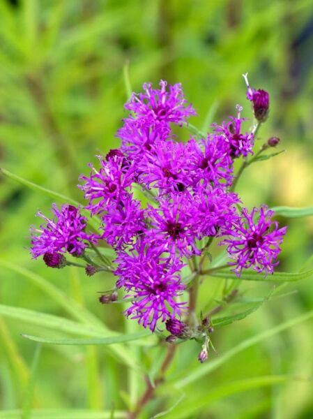 Scheinaster, Veronie  / Vernonia lettermannii