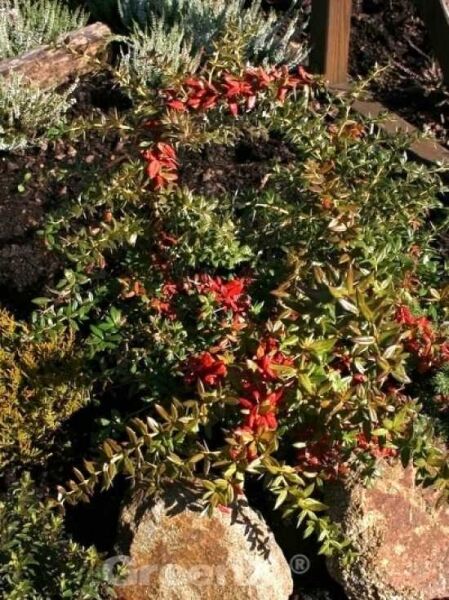 Immergrüne Berberitze 'Telstar' / Berberis frikartii 'Telstar'