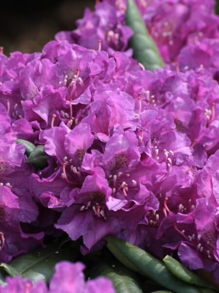 Rhododendron yakushimanum 'Purple Dream' / Rhododendron 'Purple Dream'