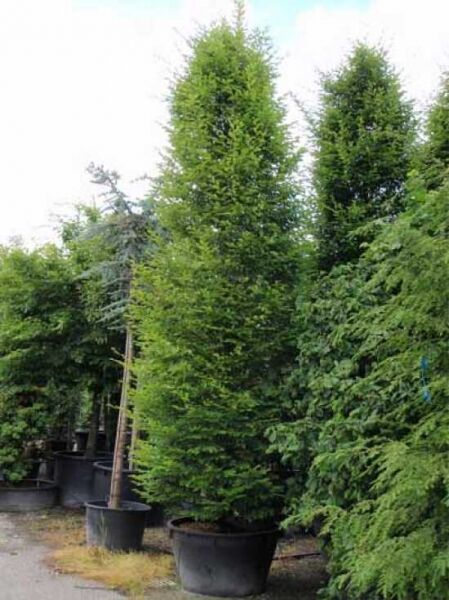 Säulen-Hainbuche (Carpinus betulus 'Fastigiata'), pyramidenförmiger Baum im Container, ca. 450–500 cm, C240.