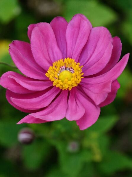 Herbst-Anemone 'Margarete' (Anemone japonica 'Margarete') mit pinken Blütenblättern und gelber Blütenmitte.