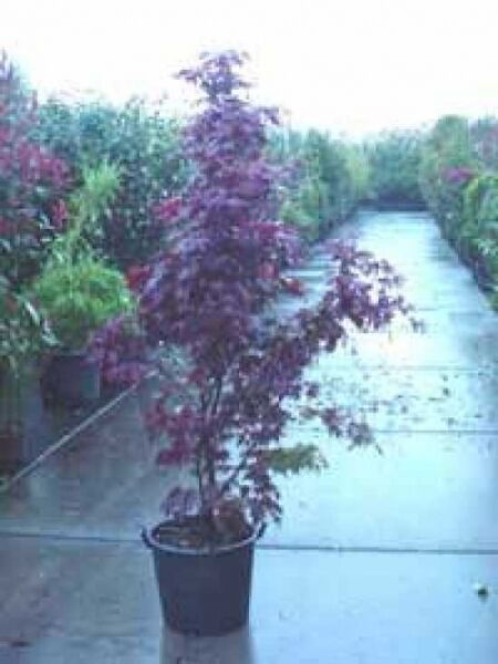 Japanischer Blut-Ahorn (Acer palmatum 'Bloodgood') im Topf, rotlaubig, ca. 150–175 cm, Container C35