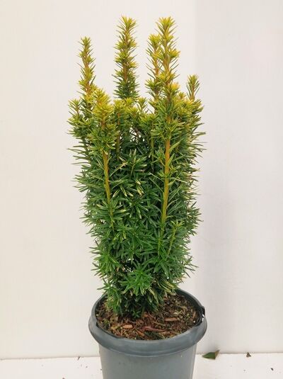 Taxus baccata 'Fastigiata Aurea' (Gelbe Säulen-Eibe), säulenförmiger Nadelstrauch im Topf, 30–40 cm, C3