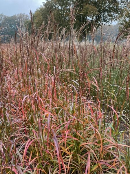 Miscanthus sinensis 'Ghana' / Chinaschilf 'Ghana'