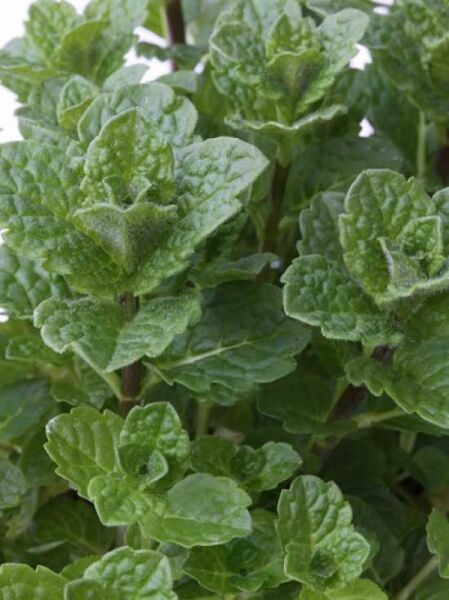 Marokkanische Minze 'Marokko' / Mentha spicata 'Marokko'