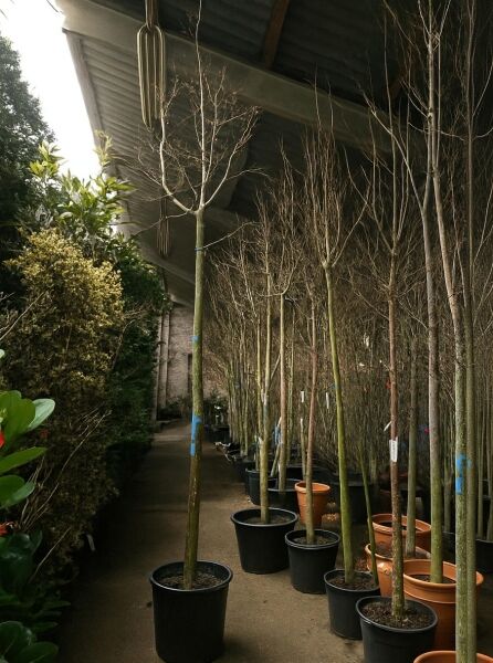 Lagerstroemia indica (weiße Blüte), Flieder des Südens, Hochstamm 10-12 StU im Container, laubloser Zierbaum im Topf