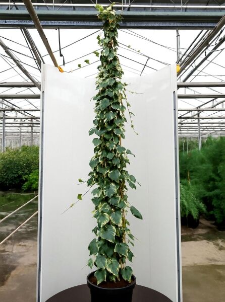 Buntlaubiger Kolchischer Efeu (Hedera colchica) 'Dentata Variegata' als Kletterpflanze am Stab im Topf, 200–250 cm, C20