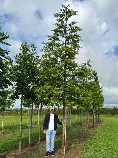 Urweltmammutbaum / Wasserlärche / Wassertanne  / Urweltmammutbaum / Wasserlärche / Wassertanne 