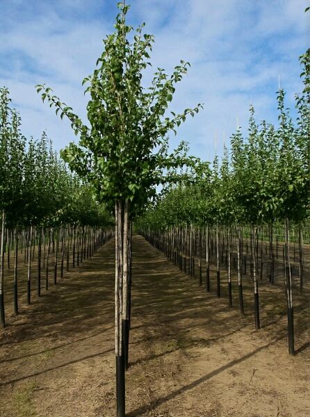 Birne 'Alexander Lucas' (Pyrus communis 'Alexander Lucas') Hochstamm 14-16 StU mit Laubkrone und Stützpfählen im Feld.