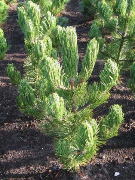 bosnische Kiefer 'Satellit' / Pinus heldreichii 'Satellit'