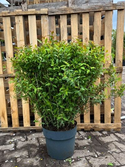 Rote Japan-Spiere 'Anthony Waterer' / Sommerspiere 'Anthony Waterer' / Rote Japan-Spiere 'Anthony Waterer' / Sommerspiere 'Anthony Waterer'