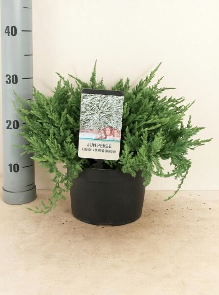 Juniperus horizontalis 'Blue Chip' / Blauer Kriech-Wacholder 30-40 cm (breit) C5 im Topf, flach wachsendes grünes Nadelgehölz