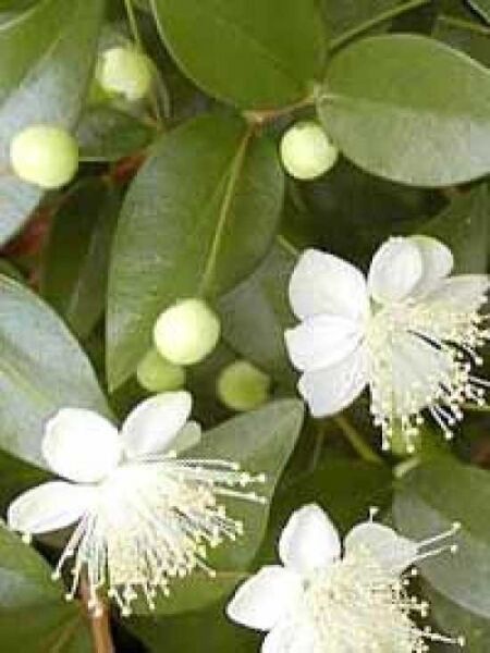 Myrte / Brautmyrte / Gemeine Myrte / Myrtus communis