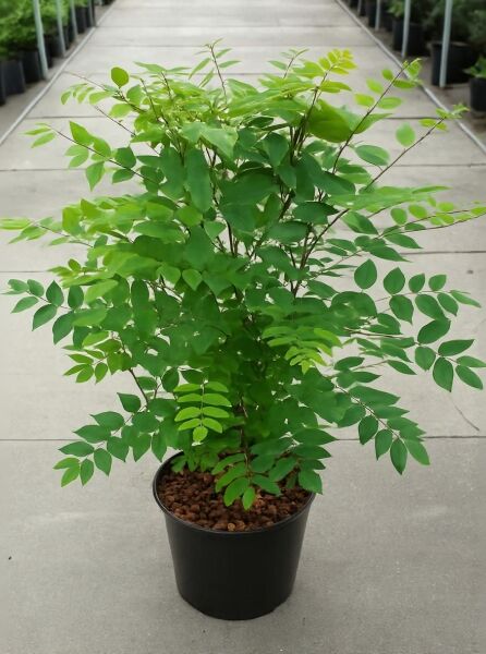 Decaisnea fargesii (Blauschote/Blaugurke), 100-125 cm, C20, mehrtriebige Pflanze im Topf mit grünem Laub