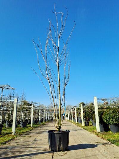 Japanische Nelken-Kirsche / Japanische Blütenkirsche 450-500 cm mehrstämmig / Prunus serrulata (874412)