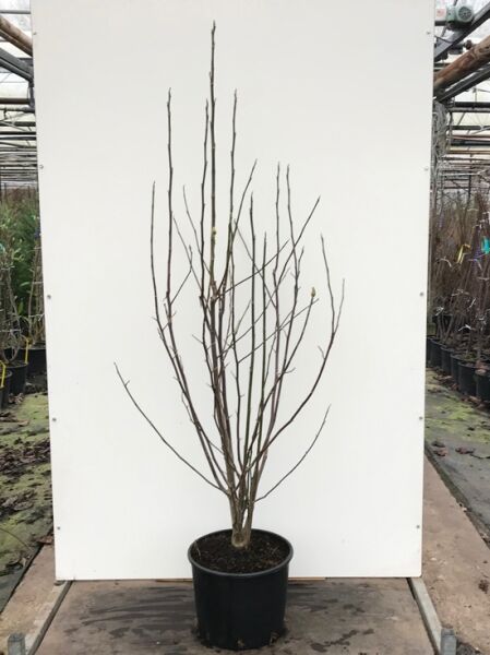 Magnolia 'Galaxy' / Großblumige Magnolie 'Galaxy', mehrstämmige Pflanze im Container, 150–175 cm, C20