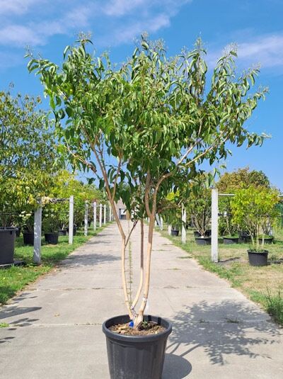 Sieben-Söhne-des-Himmels-Strauch 'mehrstämmig' 200-250 cm / Heptacodium miconioides (876296)