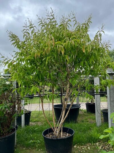 Sieben-Söhne-des-Himmels-Strauch 'mehrstämmig' 200-250 / Heptacodium miconioides (876039)
